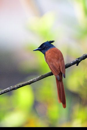 This Asian Paradise Flycatcher is a small, colorful bird and is a skilled insectivore.の写真素材