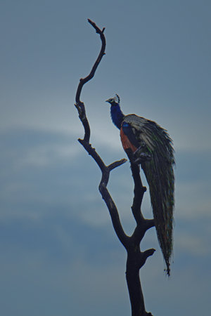 Peacock on a dead tree in the dark.の写真素材