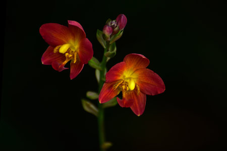 A Beautiful Orchid found in my Garden at Galle Sri Lanka.の写真素材