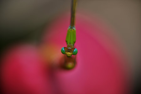 Damsel fly on an Anthurium flower - macro photography.