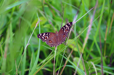 Butterfly captured at Sigiriya Sri Lanka.の写真素材