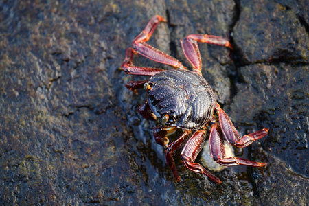 Crabs close up photography - captured at Galle Sri Lanka.の写真素材