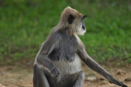 Gray langur monkeys in Yala National Park Sri Lanka.の写真素材