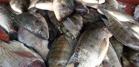 Raw Fish in a fish selling stall in Sri Lanka.の写真素材