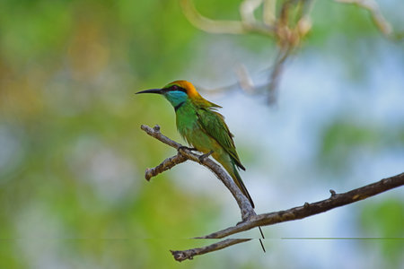 Green bee eater perched on a branch waiting for an insect - Bird photography.の写真素材
