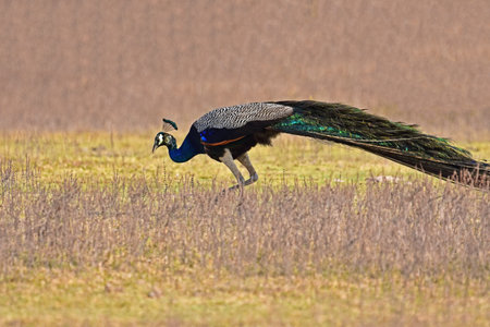 A Beautiful well grown lonely Peacock in a dried grassy land -Bird photography.の写真素材