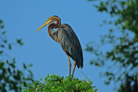 Purple heron standing on a tree against sky. - Bird photography.の写真素材