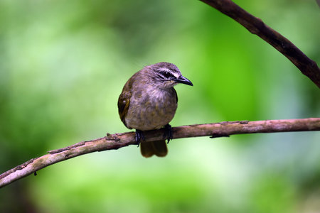 White-browed bulbul perched on a tree branch against nice blurred green background looking for a worm to catch. - Bird photography.の写真素材