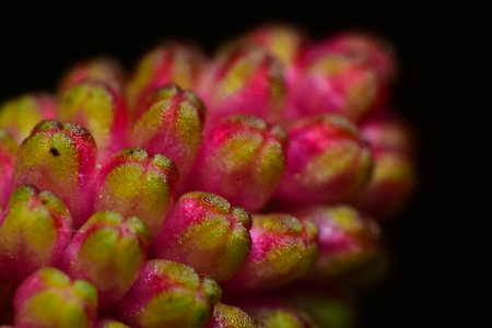 Close up photograph of a small berry - macro photography at Galle, Sri Lankaの写真素材