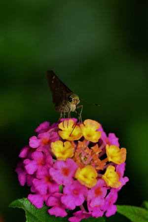 Moth on Lantana flower - macro photography.の写真素材