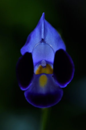 Wishborn flower on black background - macro photographyの写真素材