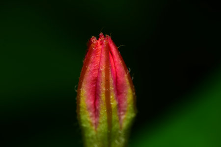 Flower bud - macro photography at Galle, Sri Lankaの写真素材