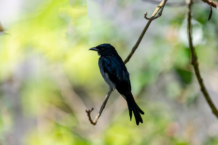 A White-bellied Drongo perches gracefully on a slender branch, its sleek black-blue plumage contrasting with the soft white belly.の写真素材