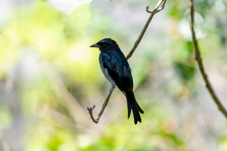 A White-bellied Drongo perches gracefully on a slender branch, its sleek black-blue plumage contrasting with the soft white belly.の写真素材