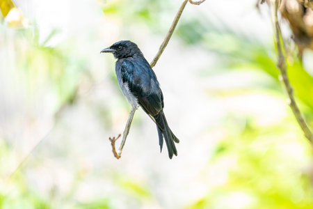 A White-bellied Drongo perches gracefully on a slender branch, its sleek black-blue plumage contrasting with the soft white belly.の写真素材