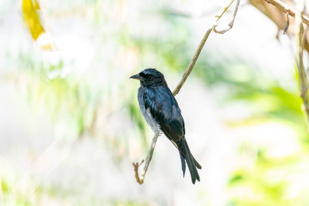 A White-bellied Drongo perches gracefully on a slender branch, its sleek black-blue plumage contrasting with the soft white belly.の写真素材
