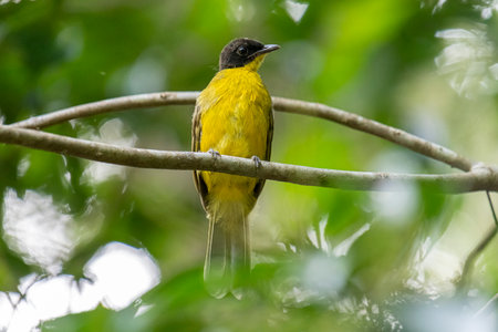 Yellow-bellied Bulbul (Pycnonotus goiavier) in natureの写真素材