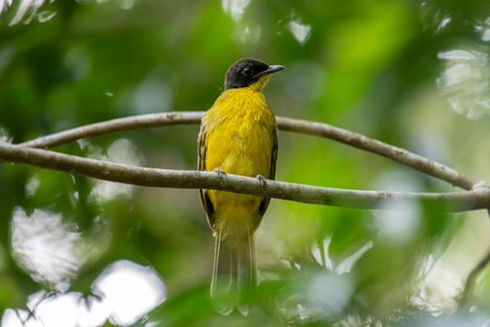 Yellow-bellied Bulbul (Pycnonotus goiavier) in Ecuadorの写真素材