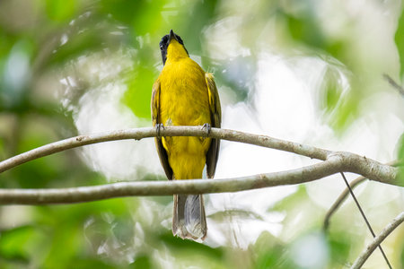 Black-crested Bulbul (Pycnonotus goiavier)の写真素材
