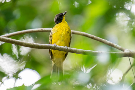 Black-headed Bulbul, Pycnonotus goiavier, single bird on branch, Brazilの写真素材
