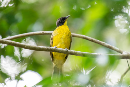 Yellow-bellied Bulbul (Pycnonotus goiavier)の写真素材