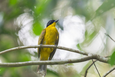 Black-headed Bulbul (Pycnonotus goiavier) in natureの写真素材