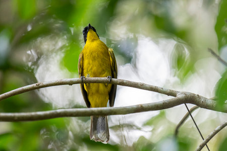 Black-crested Bulbul (Pycnonotus goiavier)の写真素材