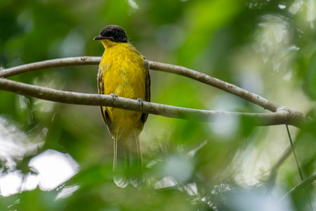 Yellow-crowned Bulbul, Pycnonotus goiavier, single bird on branchの写真素材