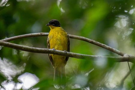 Yellow-bellied Bulbul, Pycnonotus goiavierの写真素材