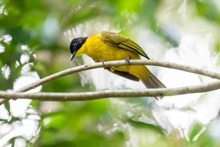Black-capped Bulbul perches gracefully on a slender branch, its vivid yellow body contrasting...