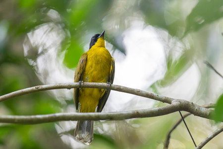 Black-crested Bulbul (Pycnonotus melanoleucus) in natureの写真素材