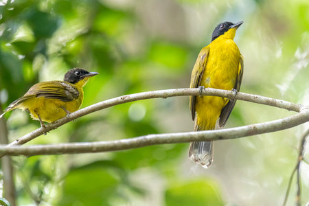 Black-crested Bulbul (Pycnonotus goiavier)の写真素材