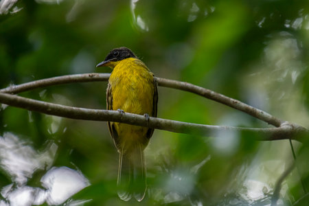 Black-headed Bulbul (Pycnonotus goiavier) perched on a branch
