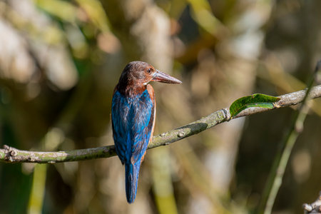The White-throated Kingfisher is a common and widespread kingfisher species found across Asia, from Turkey to the Philippines. It is a striking bird.の写真素材