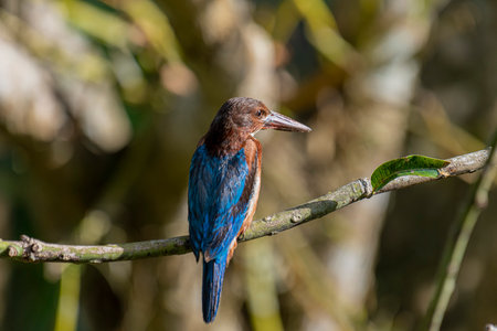 The White-throated Kingfisher is a common and widespread kingfisher species found across Asia, from Turkey to the Philippines. It is a striking bird.の写真素材