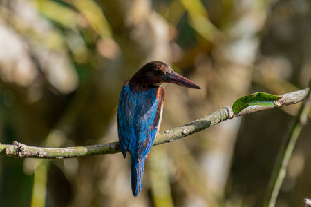 The White-throated Kingfisher is a common and widespread kingfisher species found across Asia, from Turkey to the Philippines. It is a striking bird.の写真素材