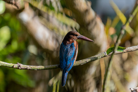 The White-throated Kingfisher is a common and widespread kingfisher species found across Asia, from Turkey to the Philippines. It is a striking bird.の写真素材