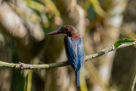 The White-throated Kingfisher is a common and widespread kingfisher species found across Asia, from Turkey to the Philippines. It is a striking bird.の写真素材