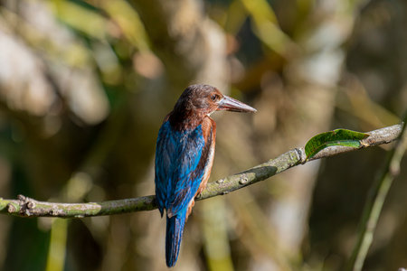 The White-throated Kingfisher is a common and widespread kingfisher species found across Asia, from Turkey to the Philippines. It is a striking bird.の写真素材