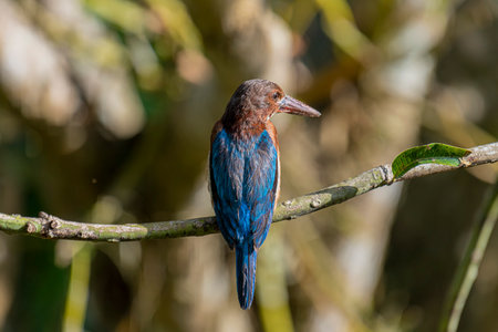 The White-throated Kingfisher is a common and widespread kingfisher species found across Asia, from Turkey to the Philippines. It is a striking bird.の写真素材