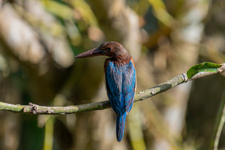 The White-throated Kingfisher is a common and widespread kingfisher species found across Asia, from Turkey to the Philippines. It is a striking bird.の写真素材