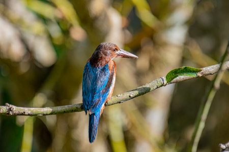 The White-throated Kingfisher is a common and widespread kingfisher species found across Asia, from Turkey to the Philippines. It is a striking bird.の写真素材