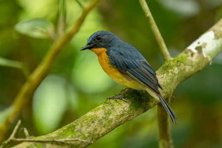 Tickell's blue flycatcher perched on a tree branch in a nice green background.の写真素材