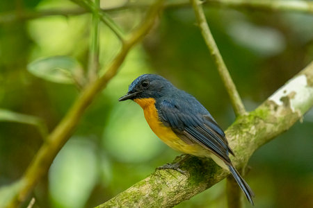 Tickell's blue flycatcher perched on a tree branch in a nice green background.の写真素材