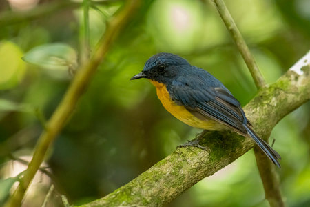 Tickell's blue flycatcher perched on a tree branch in a nice green background.の写真素材