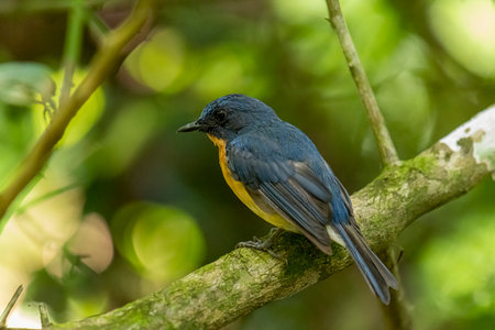 Tickell's blue flycatcher perched on a tree branch in a nice green background.の写真素材
