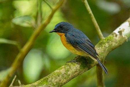 Tickell's blue flycatcher perched on a tree branch in a nice green background.の写真素材