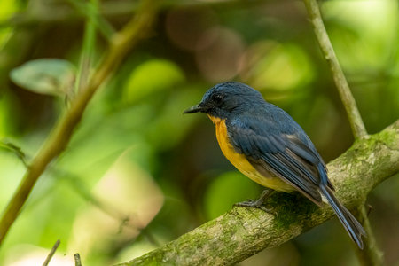 Tickell's blue flycatcher perched on a tree branch in a nice green background.の写真素材