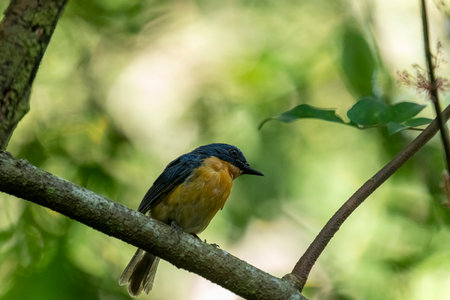 Tickell's blue flycatcher perched on a tree branch in a nicely blurred green background.の写真素材