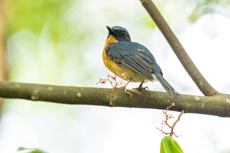 Tickell's blue flycatcher perched on a tree branch in a nicely blurred green background.の写真素材